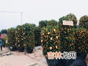 年桔的寓意及象征,年桔怎么种植