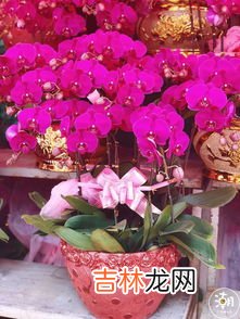 年桔的寓意及象征,年桔怎么种植