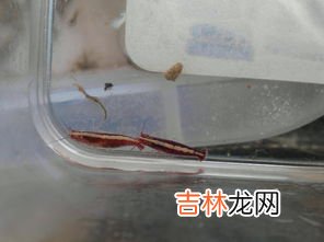 虾是脊椎动物吗,下列哪种动物是脊椎动物？ A．虾 B．猫 C．螳螂 D．蝌蚪