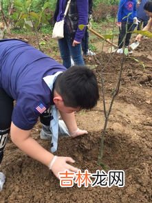 芭芭农场怎么种树,蚂蚁庄园如何种树