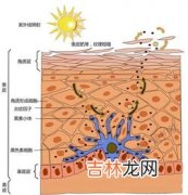 黄色人种主要分布在,除了东亚之外还有主要黄种人分布哪个州？