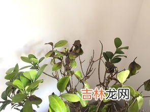 薄荷叶发黑掉叶发焦怎么处理,薄荷叶子发黑发黄该怎么办？