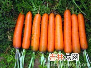 胡萝卜是萝卜类的吗,胡萝卜是萝卜的一种吗？