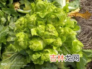 儿菜长啥样,超市里卖的“儿菜”到底是什么菜?