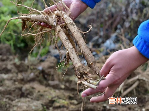 黄芪泡水一次放多少片,黄芪泡水对人体有好处,黄芪泡水一次放多少片?