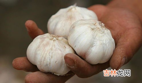 交通部回复(大蒜头是绿通吗免高速费吗 干大蒜几个省是绿通,干大蒜是绿通吗免高速费吗