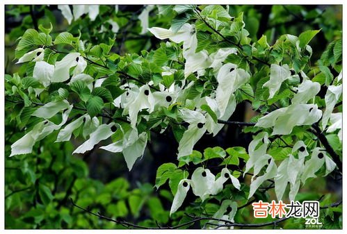 活化石有哪些植物和动物,活化石有哪些植物和动物?