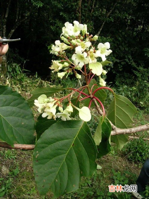 活化石有哪些植物和动物,活化石有哪些植物和动物?