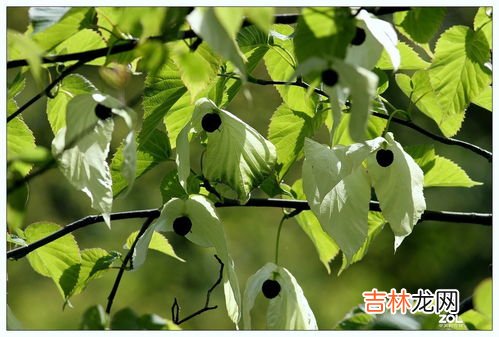 活化石有哪些植物和动物,活化石有哪些植物和动物?