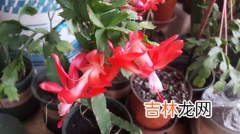 花瓶的花怎样延长花期比较合适,插瓶的鲜花怎么才能时间久一些