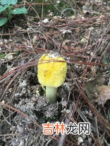 猪笼草是否有毒呢,猪笼草有没有毒