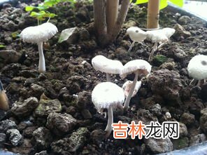 猪笼草是否有毒呢,猪笼草有没有毒