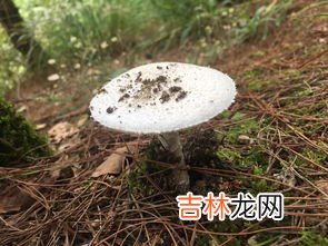 猪笼草是否有毒呢,猪笼草有没有毒