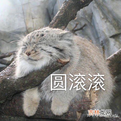 兔狲是什么动物,兔狲和猫的区别