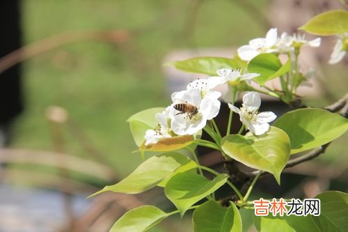吃蜂胶软胶囊好吗,蜂胶软胶囊怎么样