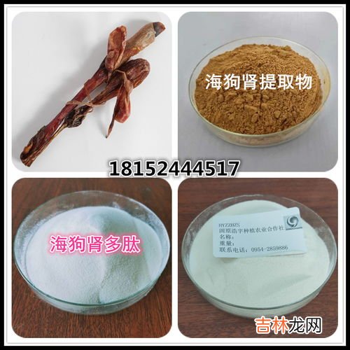 海狗鞭胶囊的功效与作用,海狗鞭的功效