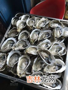 活生蚝买回来怎么过夜,生蚝怎么保存过夜