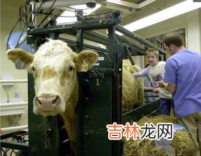 洗牛肚子用什么东西洗,牛肚怎么清洗最干净呢?