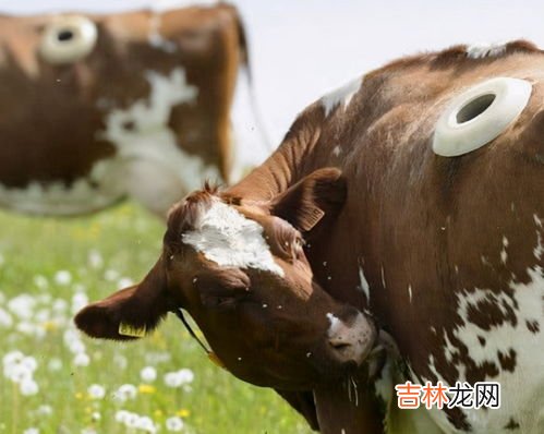 洗牛肚子用什么东西洗,牛肚怎么清洗最干净呢?
