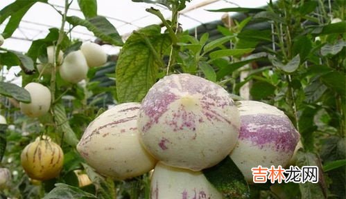 人参果里面的籽能吃吗,人参果籽可以吃吗吃人参果籽的危害有哪些