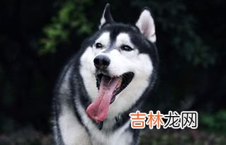 哈士奇狗贵不贵为什么不建议新手养,哈士奇真的那么不值得养吗？