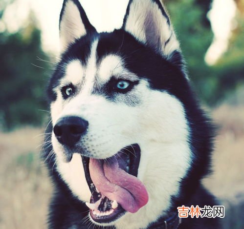 哈士奇狗贵不贵为什么不建议新手养,哈士奇真的那么不值得养吗？