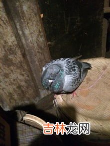 黑色代表什么意义和象征,黑色代表什么？