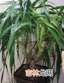 龙须树的寓意是什么,龙血树的寓意与风水