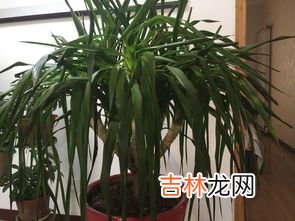 龙须树的寓意是什么,龙血树的寓意与风水