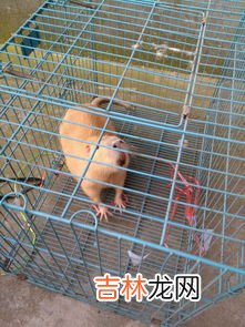 家里进了老鼠抓不到怎么办,家里来了个老鼠，找不到，怎么办