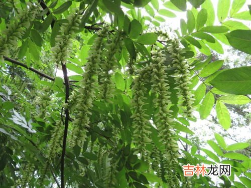 杨树的特点,杨树的特点是什么?