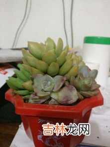正确养多肉植物是怎么样的,如何正确的养多肉？