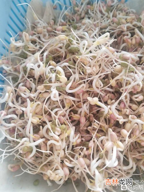 绿豆芽长须根的原因,为什么我生的绿豆芽总是细细的、根很长,买的绿豆芽几乎没有根啊?