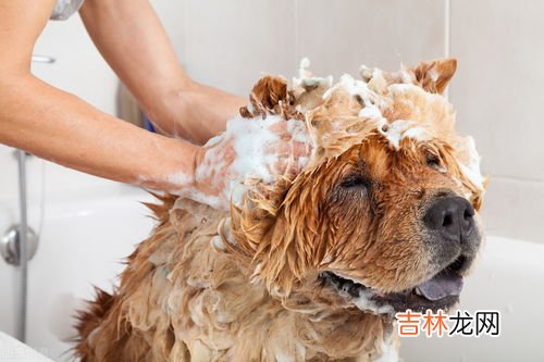 狗狗老掉毛该怎么办,狗狗爱掉毛怎么解决