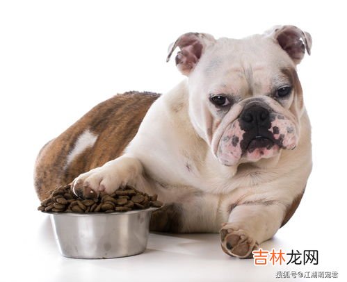 狗狗老掉毛该怎么办,狗狗爱掉毛怎么解决