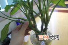 香菇根部长白毛了上面还可以吃吗,香菇长白毛了可以吃吗