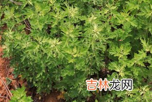 艾草收割后怎样处理,艾草什么时候收割最好?收割完之后怎样存储?