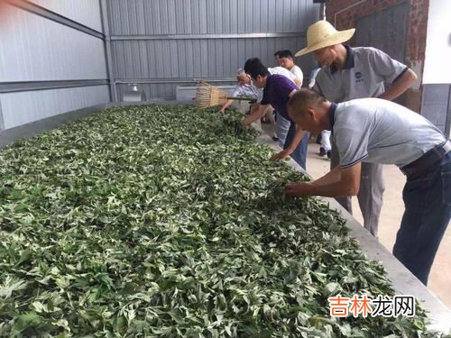 艾草收割后怎样处理,艾草什么时候收割最好?收割完之后怎样存储?