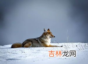 做梦梦到黄鼠狼是什么意思,做梦梦见黄鼠狼的象征寓意梦里梦见黄鼠狼什么意思