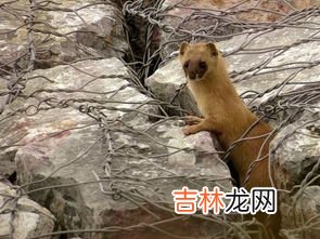 做梦梦到黄鼠狼是什么意思,做梦梦见黄鼠狼的象征寓意梦里梦见黄鼠狼什么意思