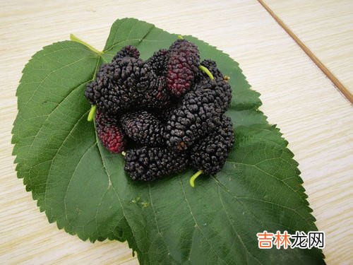桑葚原浆什么时间喝比较好,桑葚酒什么时候喝最好 女性喝桑葚酒有什么好处功效