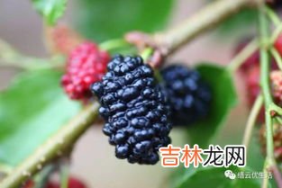 桑葚原浆什么时间喝比较好,桑葚酒什么时候喝最好 女性喝桑葚酒有什么好处功效