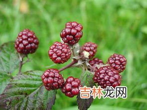 桑葚原浆什么时间喝比较好,桑葚酒什么时候喝最好 女性喝桑葚酒有什么好处功效