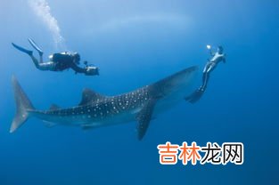 潜水潜需要做什么准备,要去浮潜，需要准备什么装备和物品