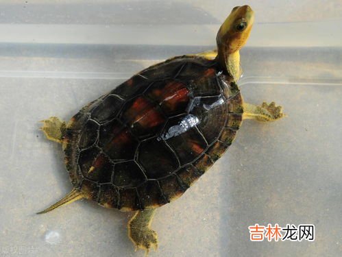 豹龟怎么养,豹龟需要什么来养殖?