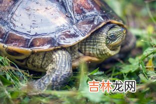 豹龟怎么养,豹龟需要什么来养殖?