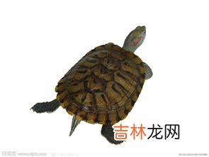 豹龟怎么养,豹龟需要什么来养殖?