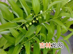 银杏黄精茶的用量,中药黄精和银杏叶一起泡茶喝可行吗