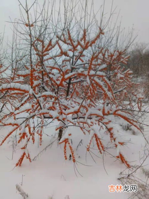 沙棘是一种什么植物,沙棘是什么东西？