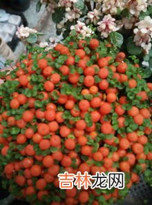 沙棘是一种什么植物,沙棘是什么东西？